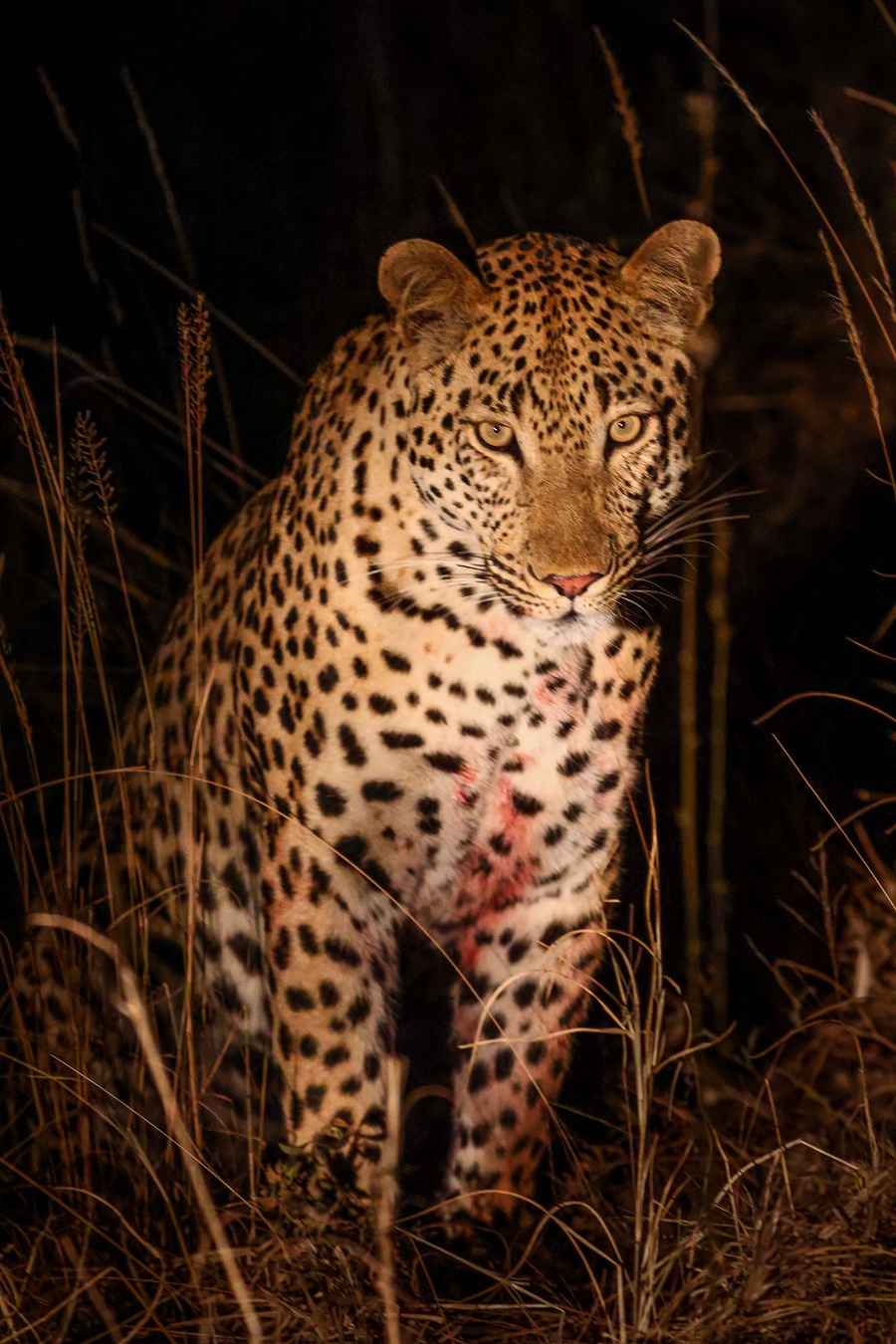 Sabi Sabi Ruan Mey Leopard With Blood Sabi Sabi Ruan Mey Leopard With Blood