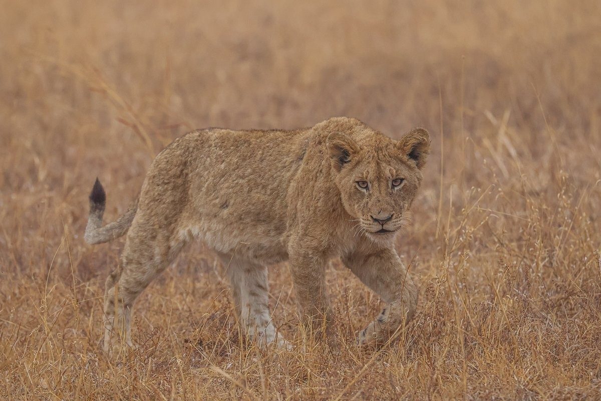 Young cubs developing social skills