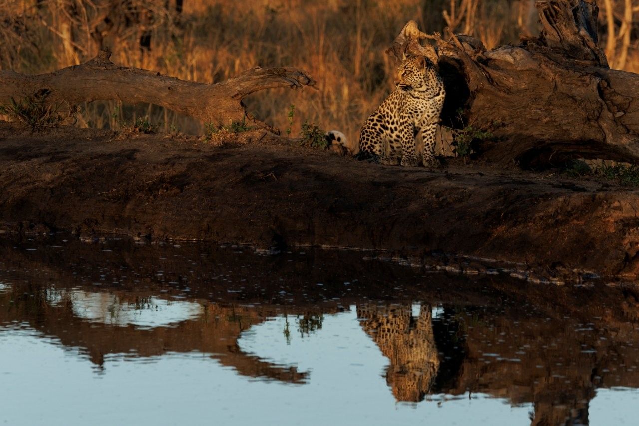 The reflection of a leopard can be seen in the waterhole below. The reflection of a leopard can be seen in the waterhole below.