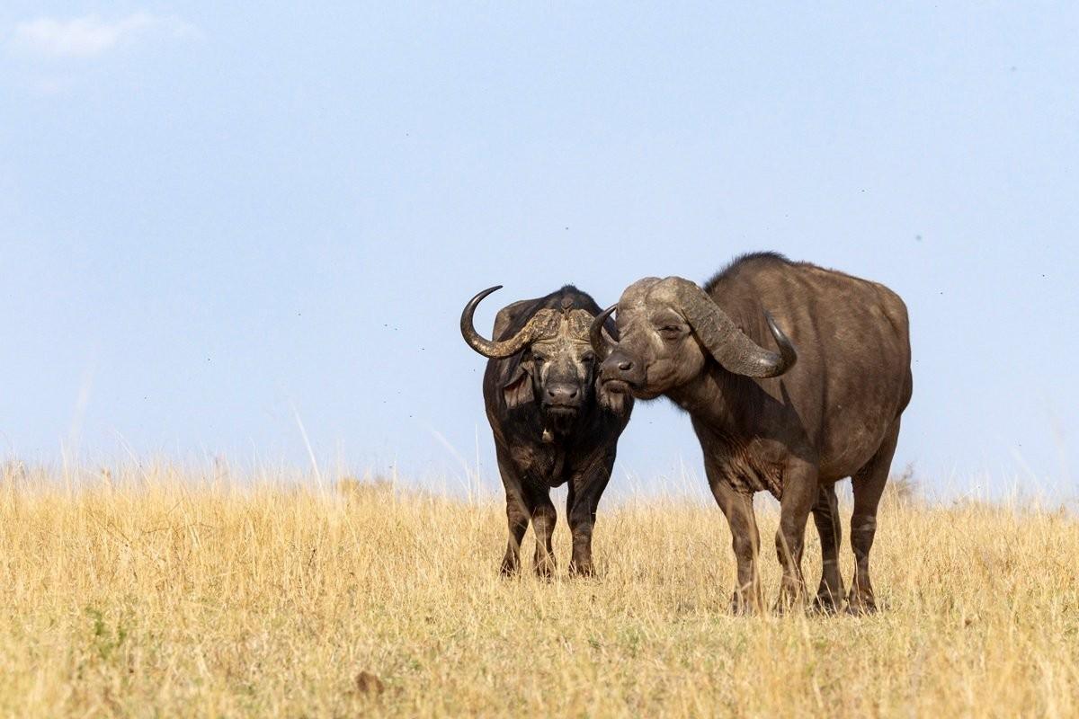 Sabi Sabi Benjamin Loon Buffalo Sabi Sabi Benjamin Loon Buffalo