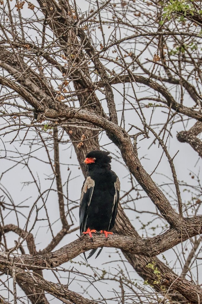 A Bateleur eagle perched confidently on a branch beneath a cloudy morning sky.