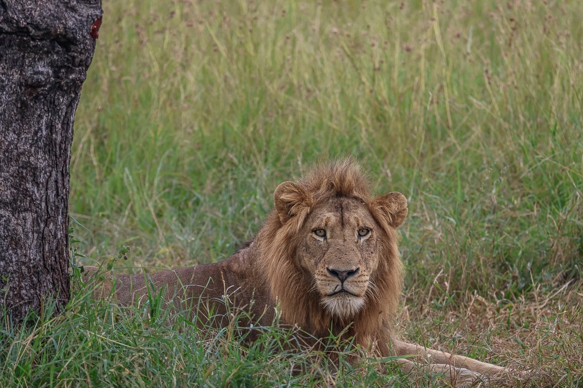 Sabi Sabi Ruan Mey Southern Pride Male