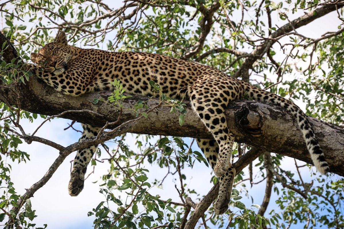 Sabi Sabi Jan Nel Golonyi Rests In Tree