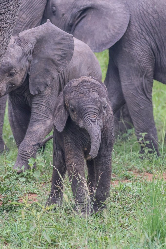 Elephant calf surrounded by protective females, showing nurturing allomother behaviour