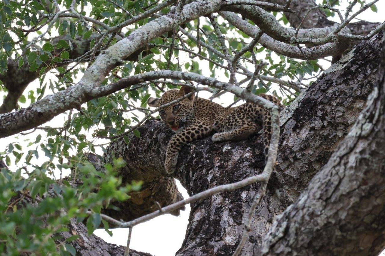 Sabi Sabi Charissa Jansen Van Rensburg Jacana Leopard In Tree