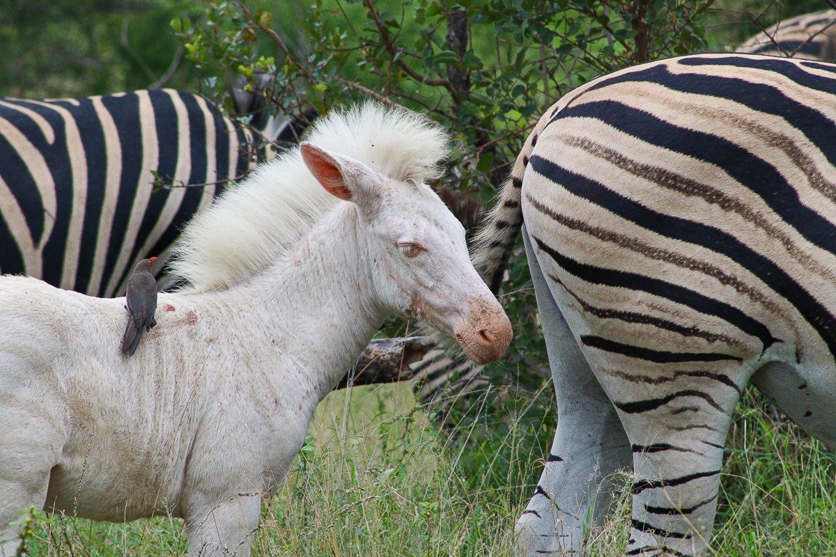 Pale zebra foal grazing closely beside its mother.