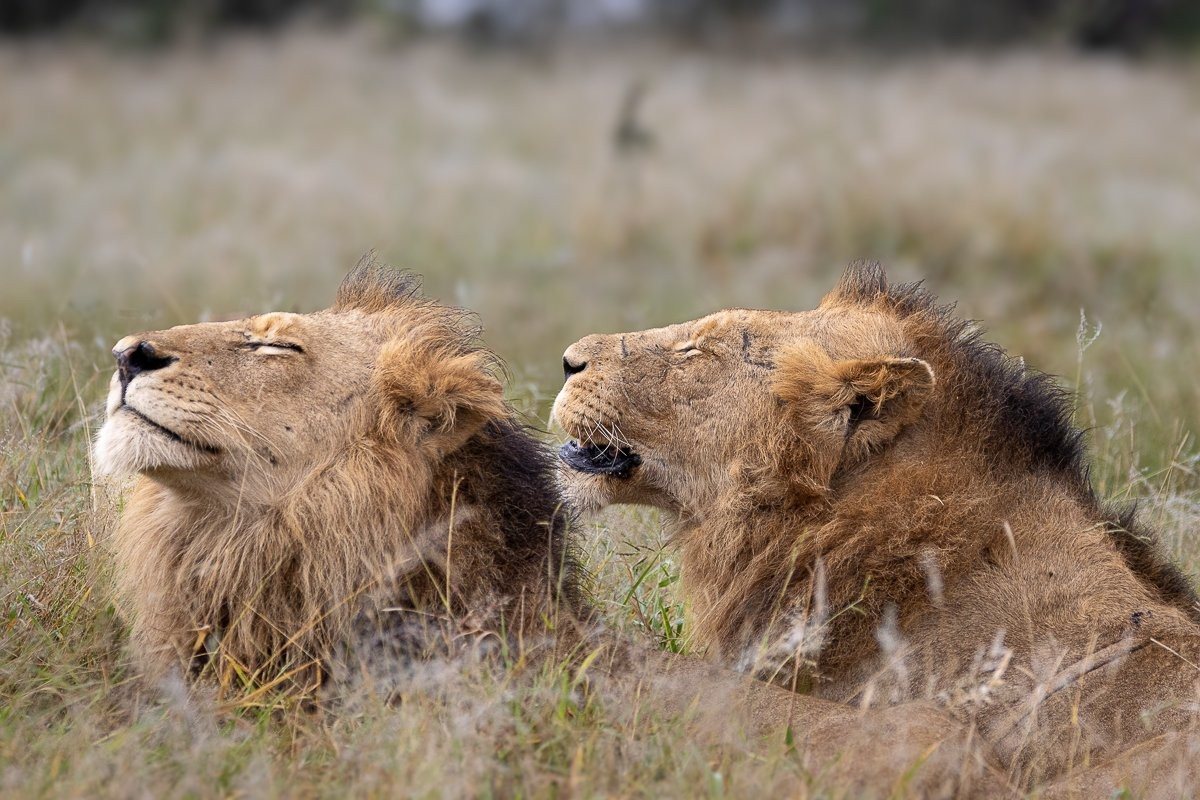Male lions competing for access to a lioness.