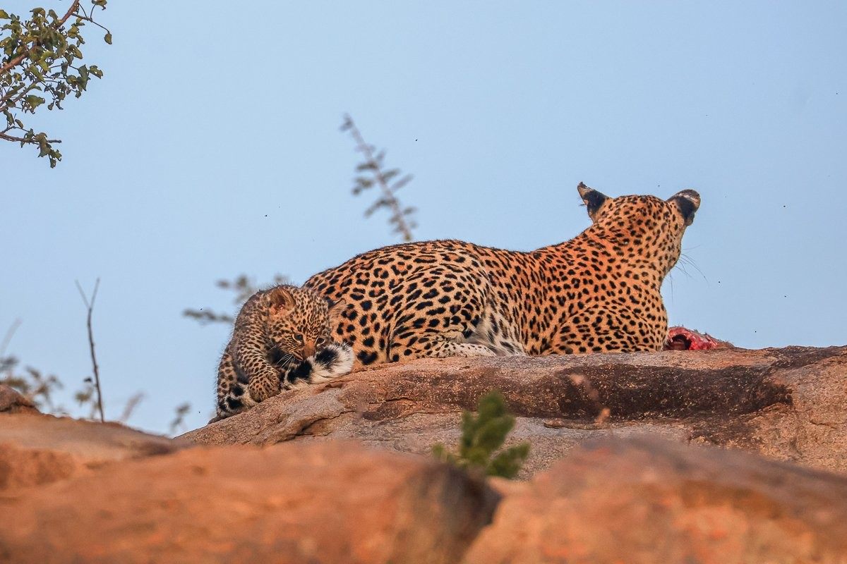 Sabi Sabi Ruan Mey Golonyi Cubs Hidden Rock Crevice