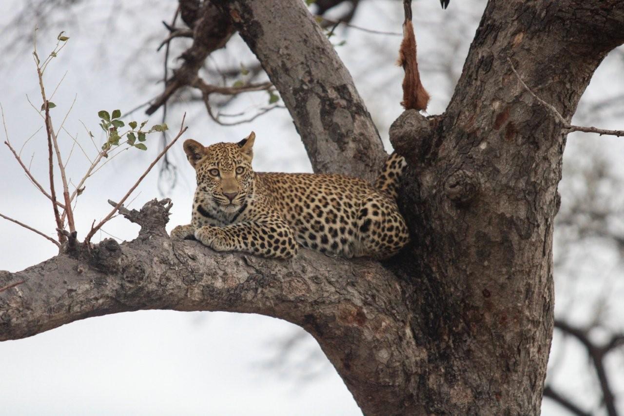 Ntsumi’s cub feeding in the branches beside a hoisted impala kill.