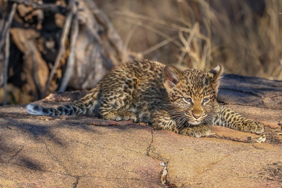 Golonyi caring for her growing cub while remaining alert to potential danger.