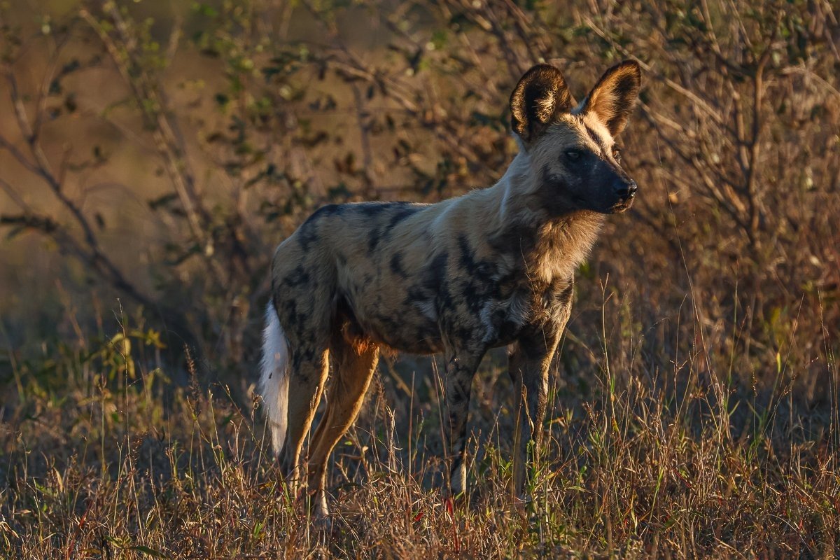 Wild dog pack moving through dense bush after losing a kill to hyenas.