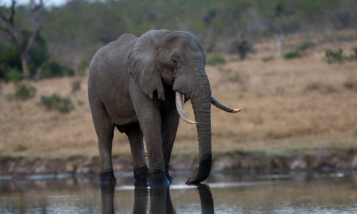 Elephant in the Sabi Sabi wilderness
