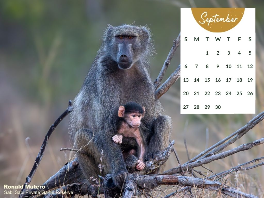 Sabi Sabi   Desktop Calendar   September 2026