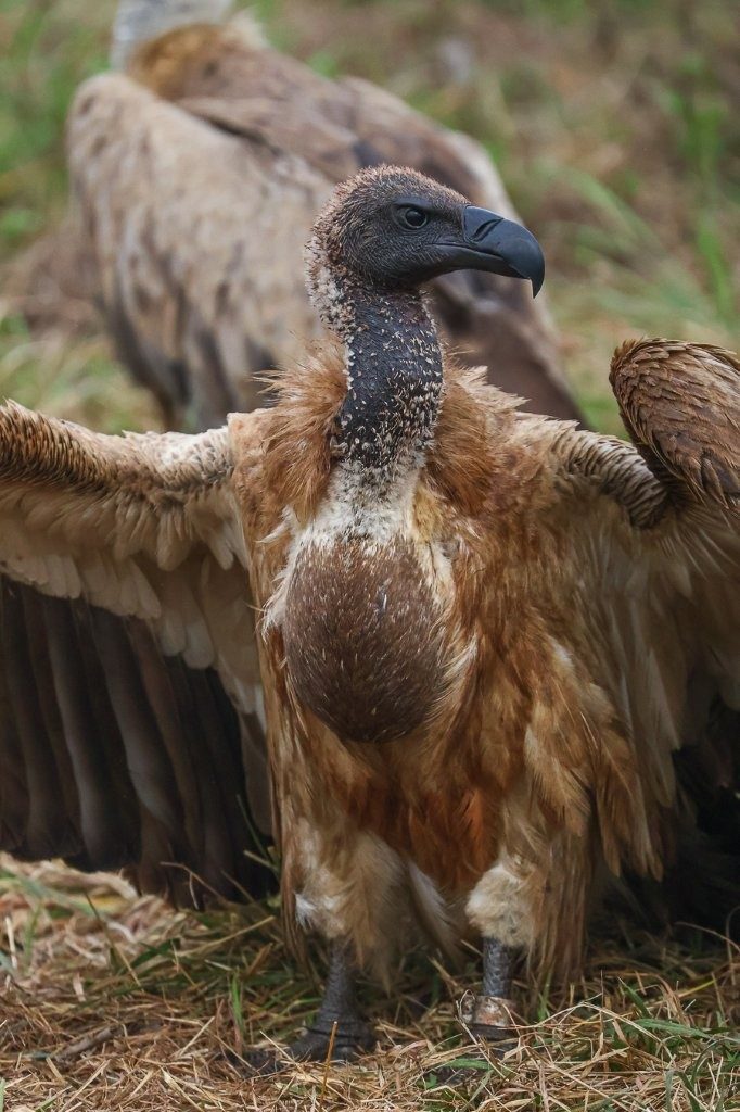 Vulture feeding at a buffalo carcass in the African bush.