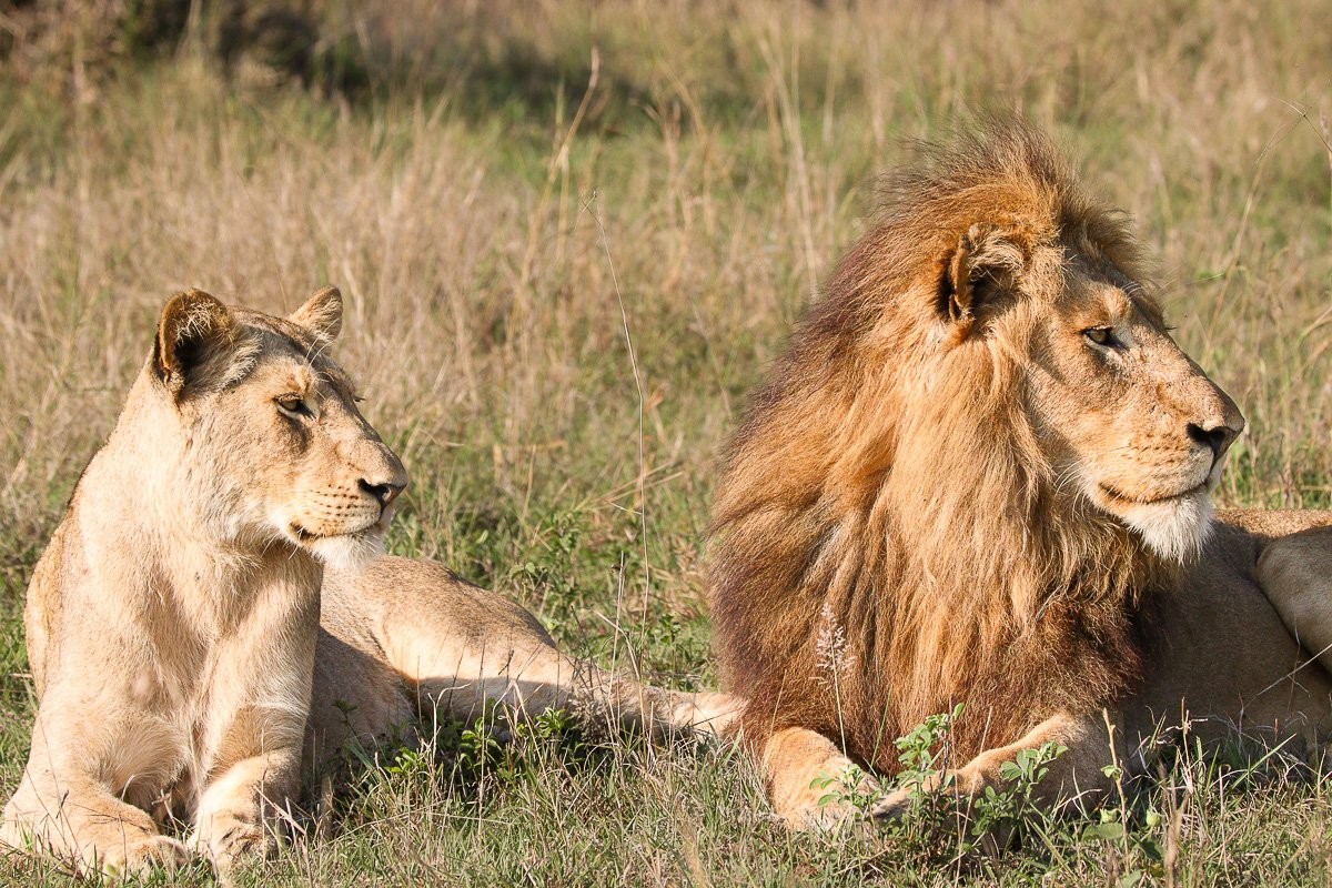 Sabi Sabi Jana Du Plessis Nwaswishaka Male Lion Dominance Display