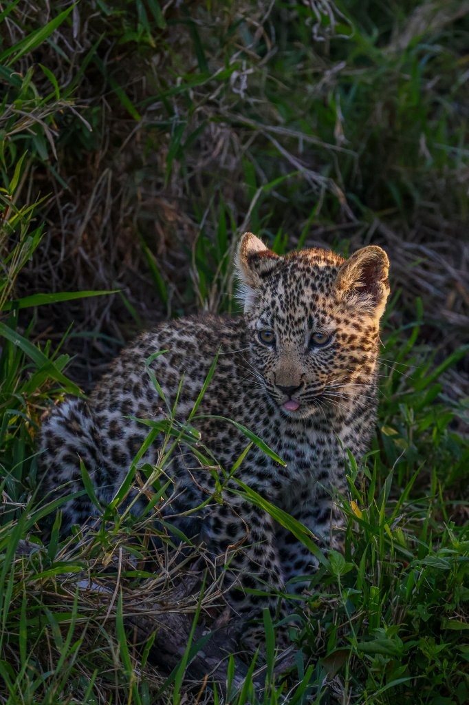 Kurhula leopard young cub resting in the shade