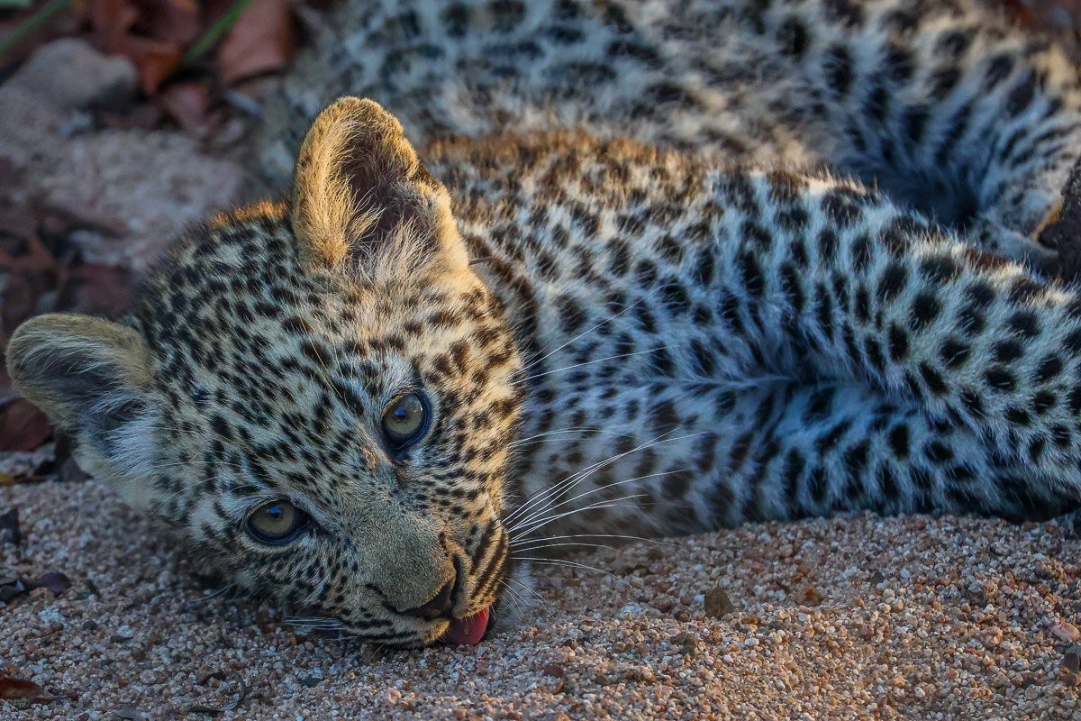Kurhula leopardess with her young cub enjoying the late-afternoon sun