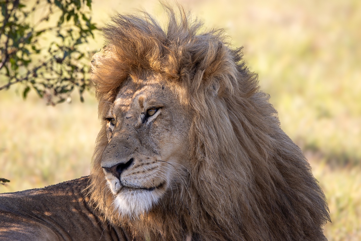 A N'waswishaka lion sits and rests during the heat of the passing day