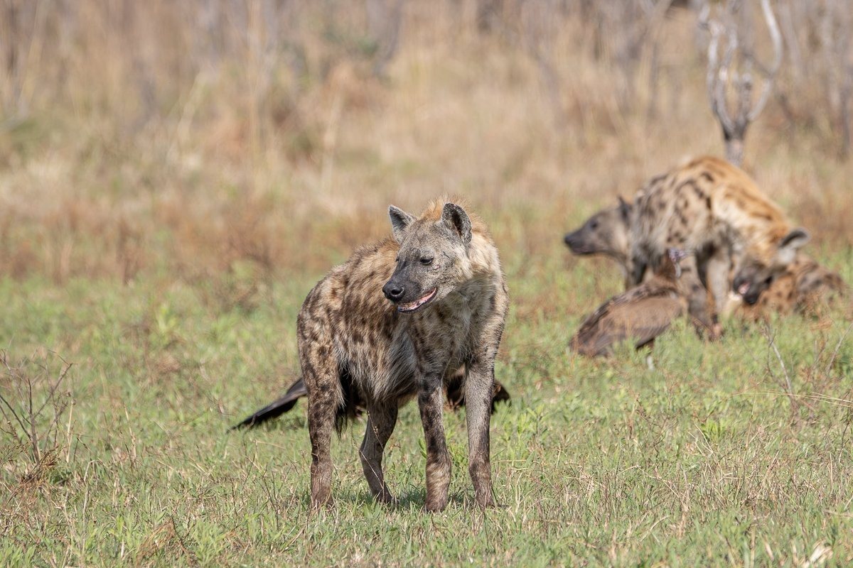 Spotted hyena clan displaying their social complexity through patience