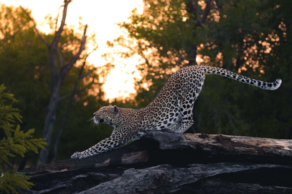 Golonyi the leopard captured stretching and arching her back on a fallen tree trunk
