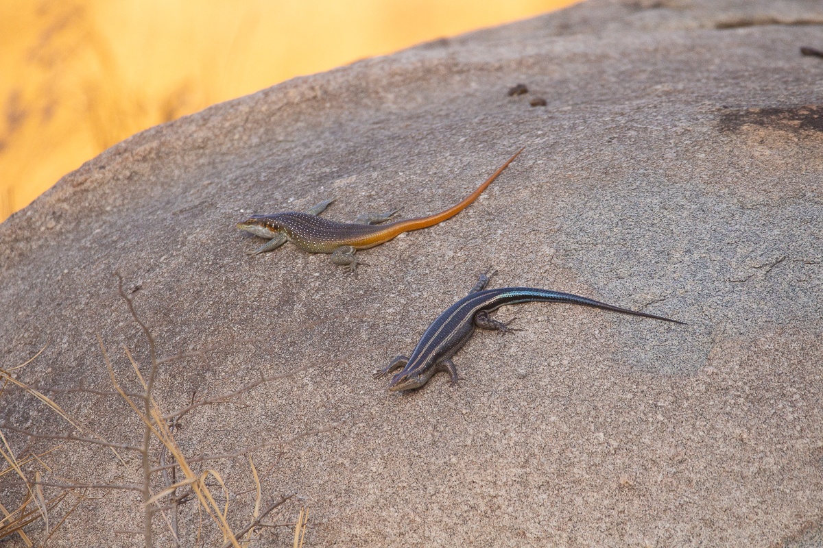 B04Sabi Sabi Private Game Reserve Rainbow Skinks 03 10 2019 B04Sabi Sabi Private Game Reserve Rainbow Skinks 03 10 2019