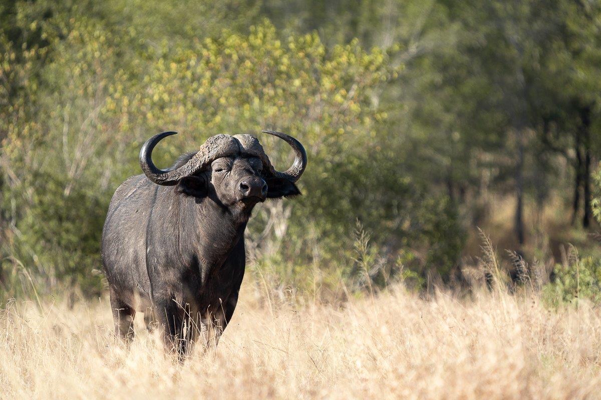 The buffalo can subsist on grasses too tall and course for most other ruminants. The buffalo can subsist on grasses too tall and course for most other ruminants.