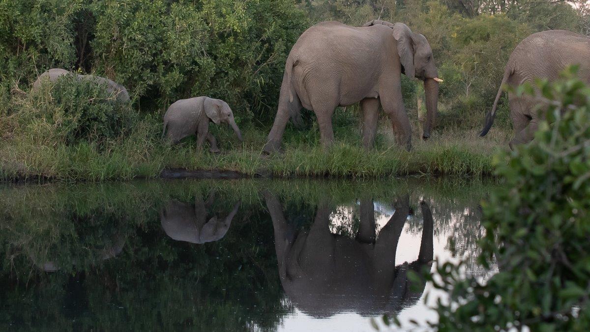 A tiny calf elephant trails her mother with their reflections perfectly captured in the still waters below. 