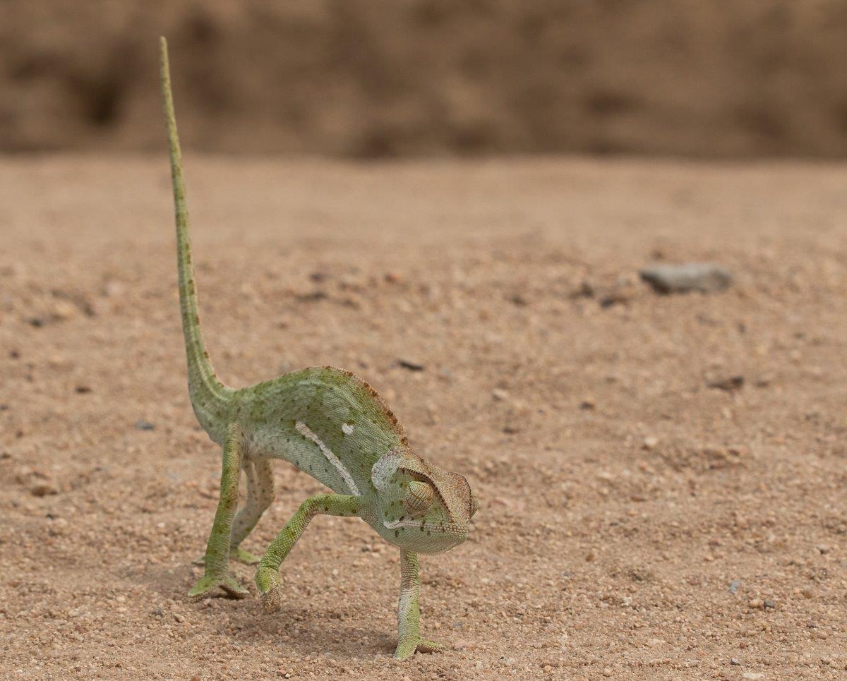 A Chameleon seen walking on the road ahead. 