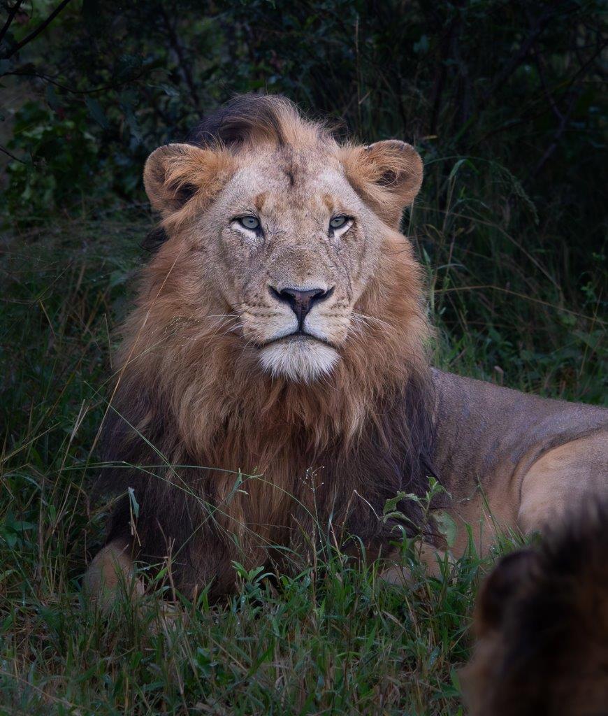 The dominant male lion, Kambula. The dominant male lion, Kambula.