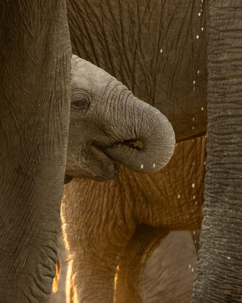 A baby elephant calf drinking water, standing between its mother's legs in the golden afternoon light.