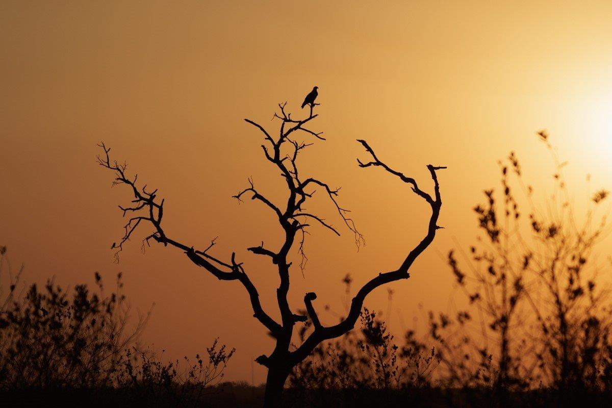 Eagle silhouetted against the sunset, embodying the end of a day on safari.