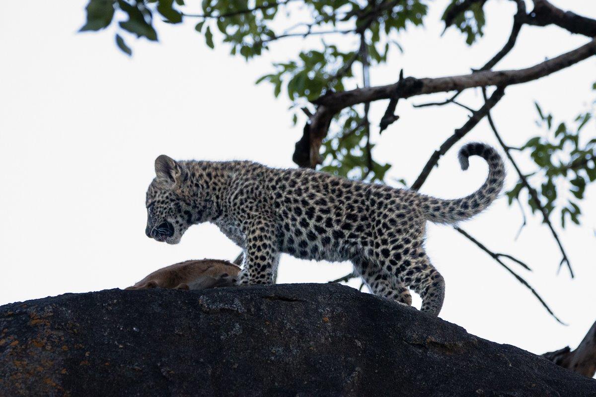 Sabi Sabi Ronald Mutero Golonyi Cub Explores Sabi Sabi Ronald Mutero Golonyi Cub Explores