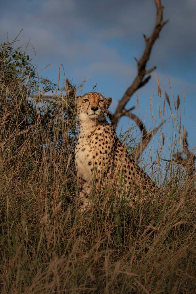 A proud cheetah is photographed during a game drive from Sabi Sabi. A proud cheetah is photographed during a game drive from Sabi Sabi.