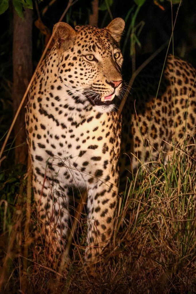 Sabi Sabi Ruan Mey Unnamed Male At Night Sabi Sabi Ruan Mey Unnamed Male At Night
