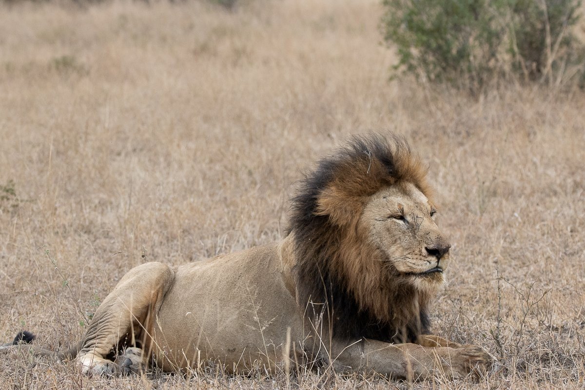Sabi Sabi Ronald Mutero Gijima Sabi Sabi Ronald Mutero Gijima