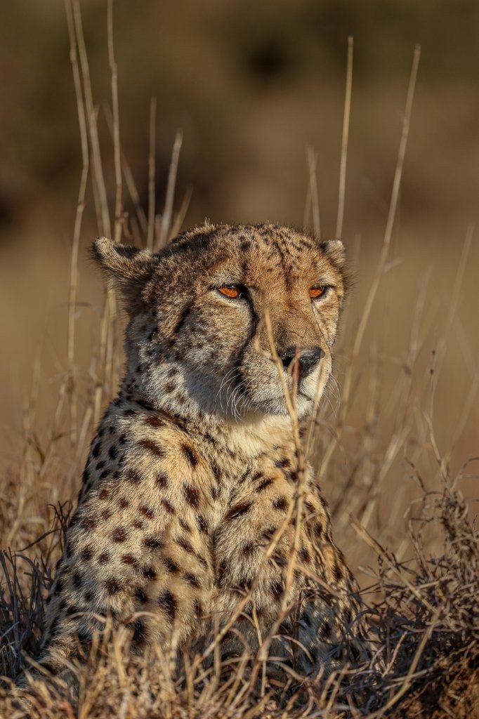 Sabi Sabi Ruan Mey Cheetah Sabi Sabi Ruan Mey Cheetah