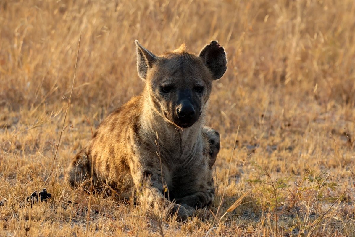 Sabi Sabi Jan Nel Spotted Hyena Sabi Sabi Jan Nel Spotted Hyena