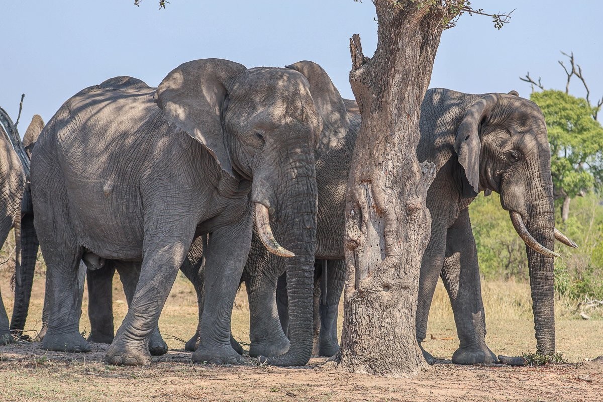 Sabi Sabi Ruan Mey Elephants