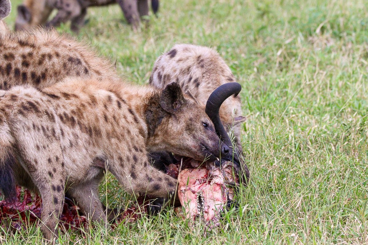 We could hear distant calls of hyenas and the low growls of lions