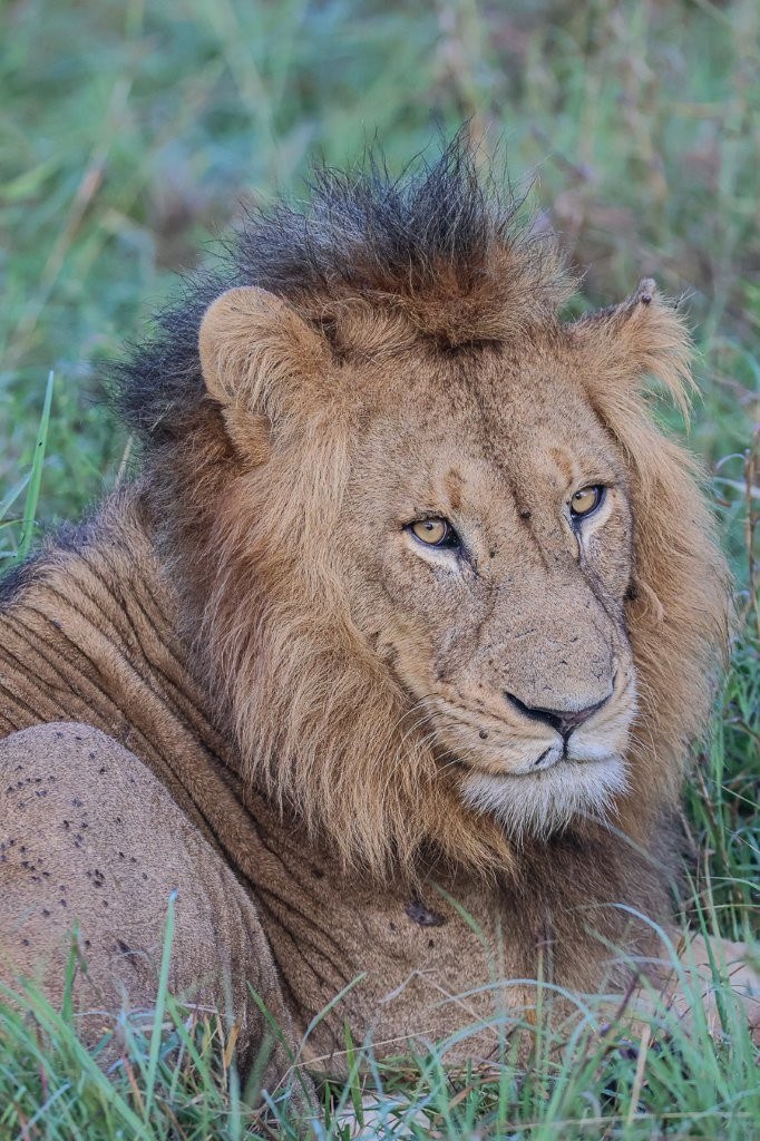 Lion resting during the heat of the day.