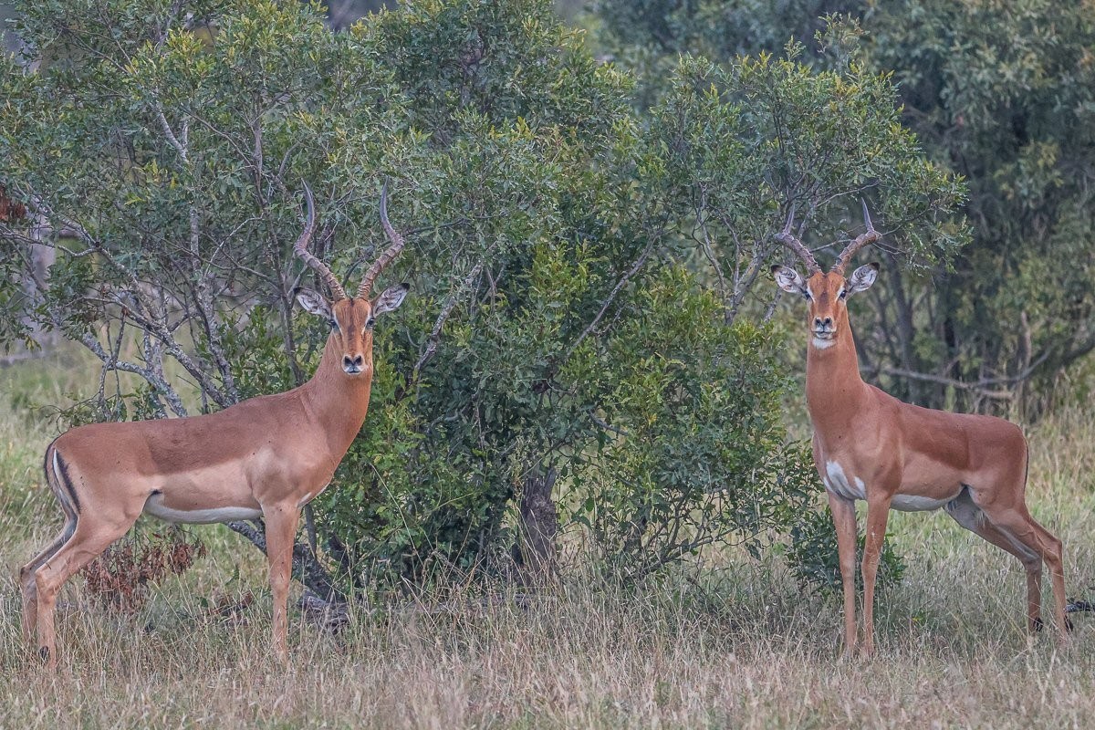 Close-up of rutting impalas ram during breeding period.