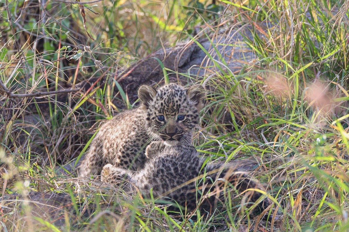 Golonyi leopard carefully relocates her cubs between rocky crevices to keep them safe from predators.