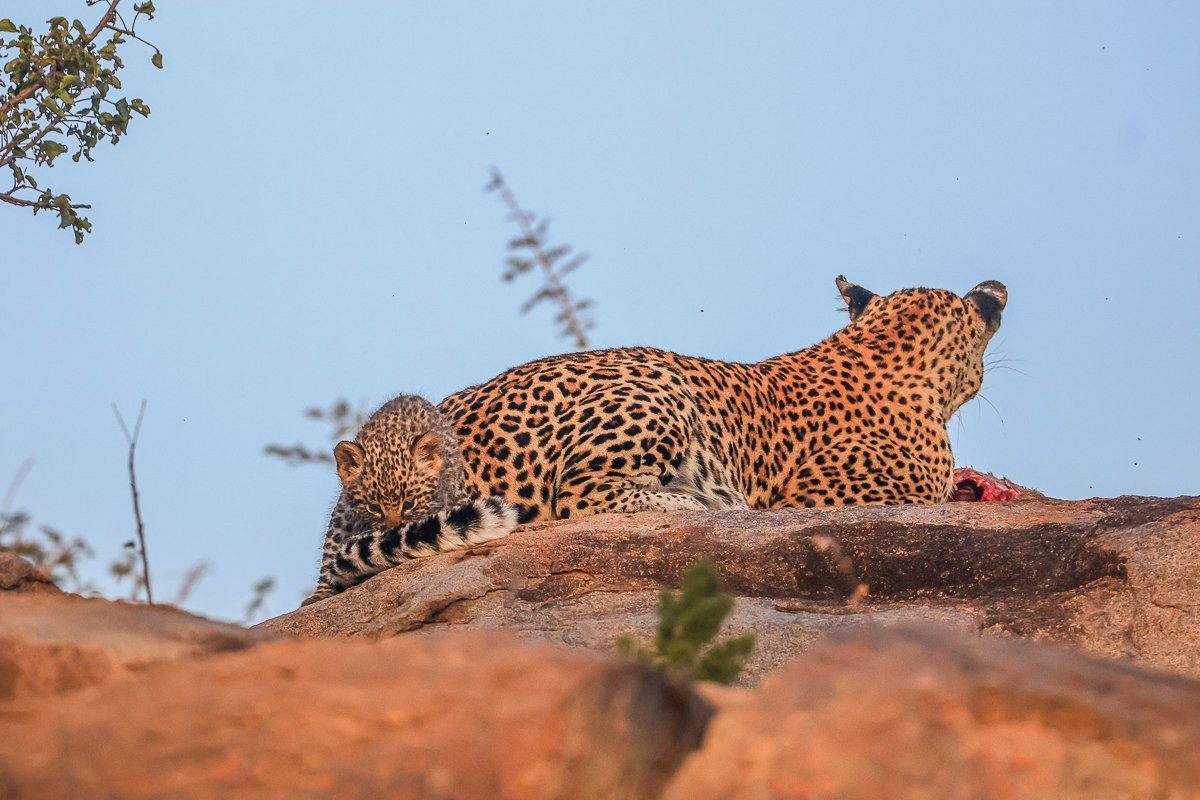 Sabi Sabi Ruan Mey Golonyi Cub Exploring Rocky Den