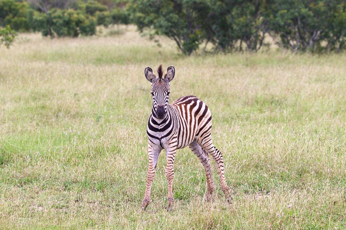 Young zebra with lighter juvenile stripes standing close to its herd.