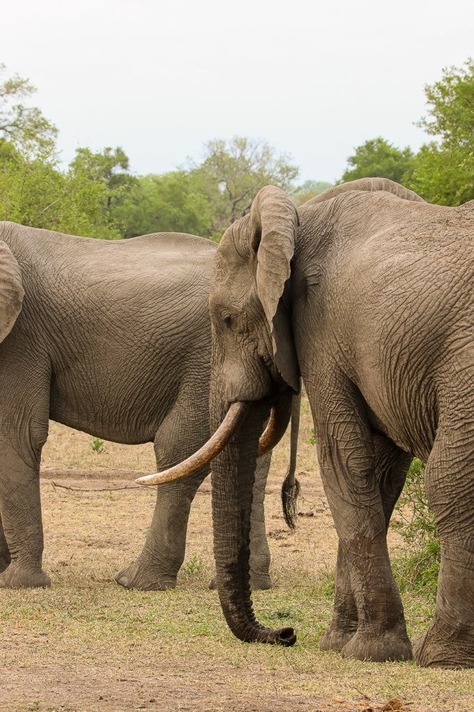 Two elephant bulls sleeping peacefully beside a waterhole in Sabi Sabi Game Reserve.