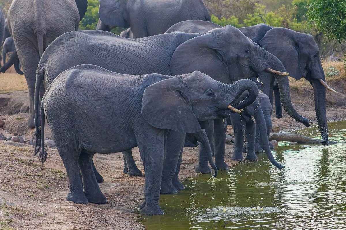 A herd of elephants eagerly approaching a waterhole during the dry winter season.