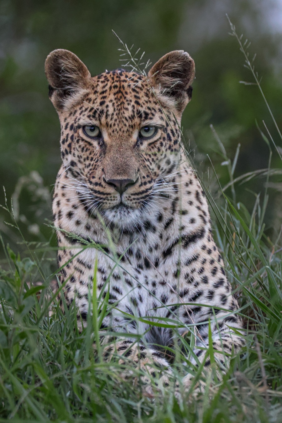 Golonyi leopard resting in the African bush