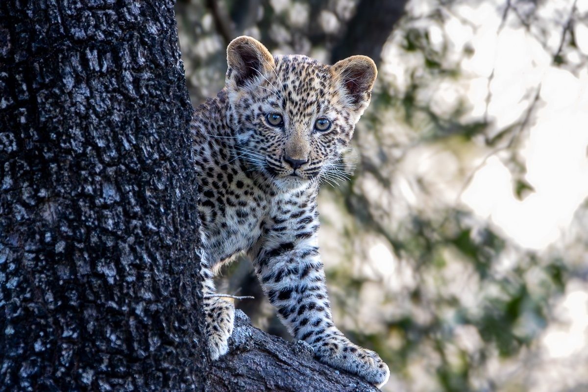 Sabi Sabi Ronald Mutero Kurhula Leopard Cub Exploring Bushveld Sabi Sabi