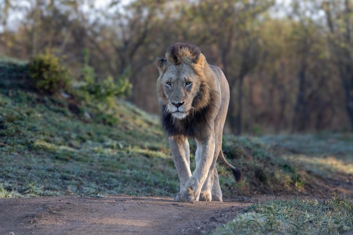 N’waswishaka male lion walking along the road.