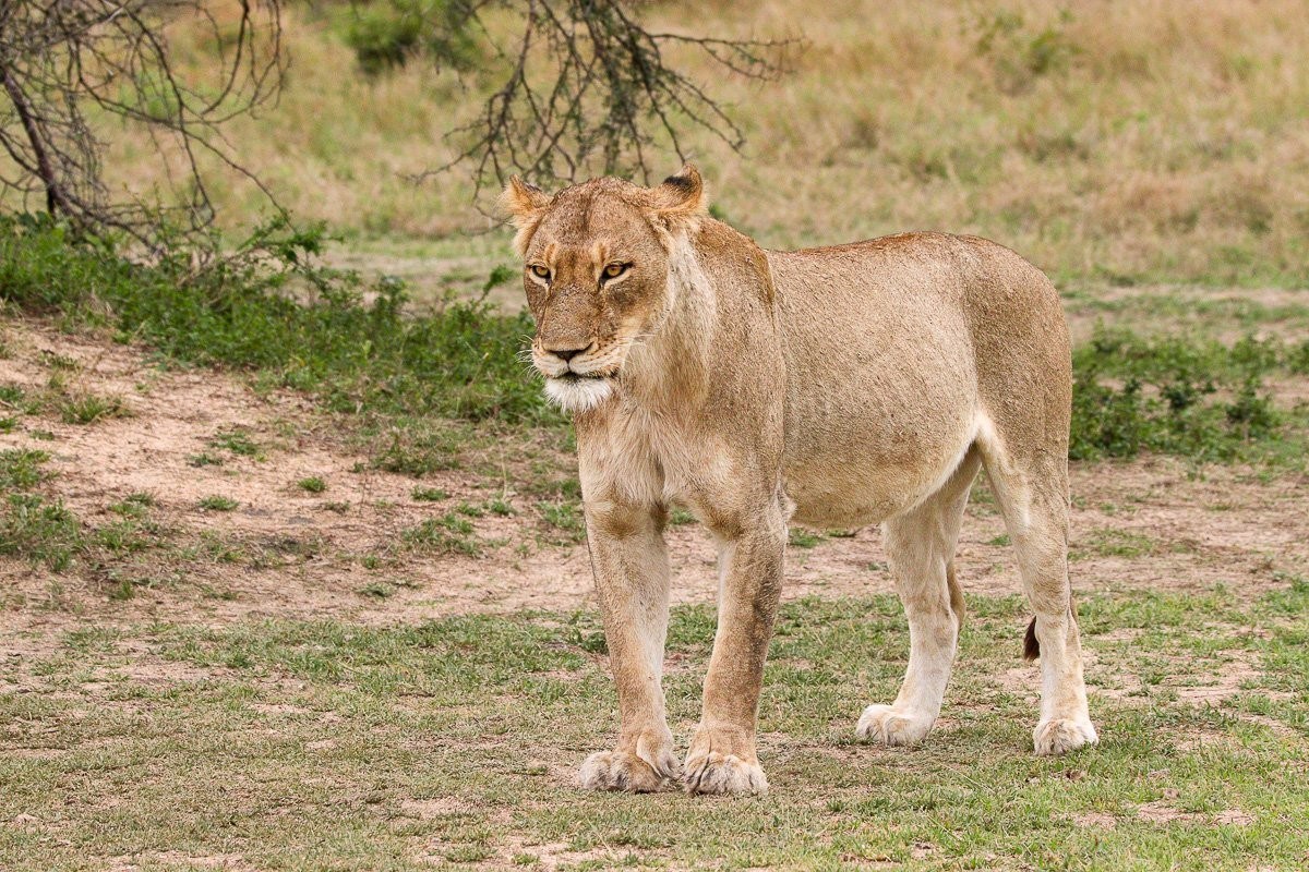 Msuthlu lioness resting beside a waterhole after feeding.